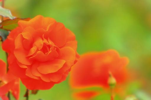 秋咲きの鮮やかなオレンジ色の薔薇の花 秋咲きの鮮やかなオレンジ色の薔薇の花 植物,花,薔薇の写真素材