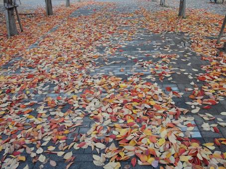 落ち葉に染まる散歩道 落ち葉に染まる散歩道の写真