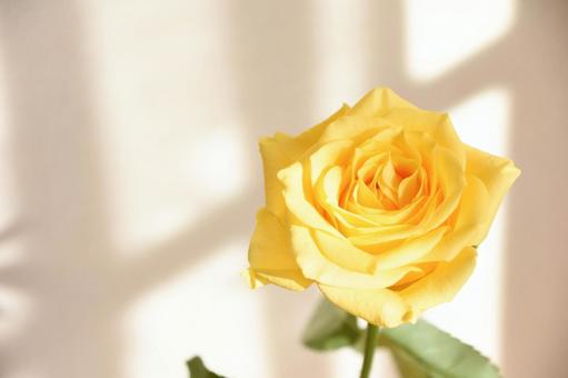 黄色いばらの写真