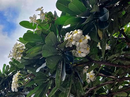 満開の白いプルメリアの花 満開の白いプルメリアの花 プルメリア,花,白の写真素材