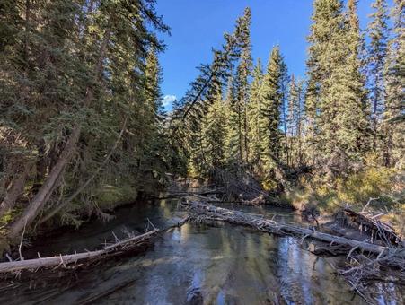 川に倒れこむ木々　カナダ 倒木,川,森林の写真素材