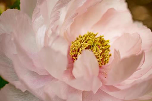 薄いピンクの牡丹の写真