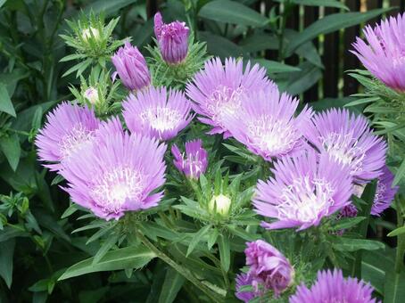 ストケシア・瑠璃菊の咲く風景 草花,素材,さわやかの写真素材