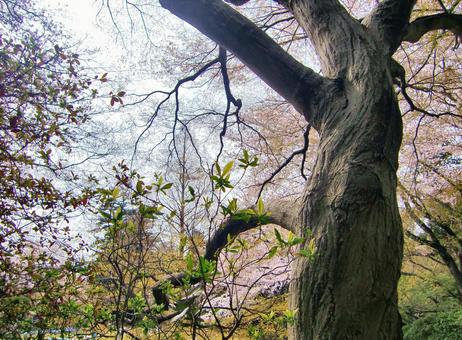 清水公園の桜-67 清水公園の桜-67の写真