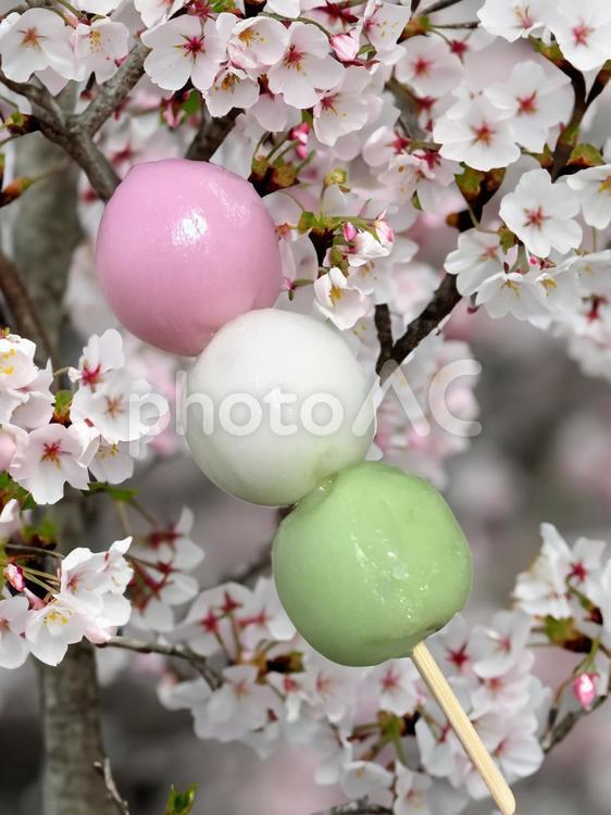 花より団子-004 花より団子,桜,さくらの写真素材