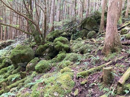 岩苔 岩苔の写真