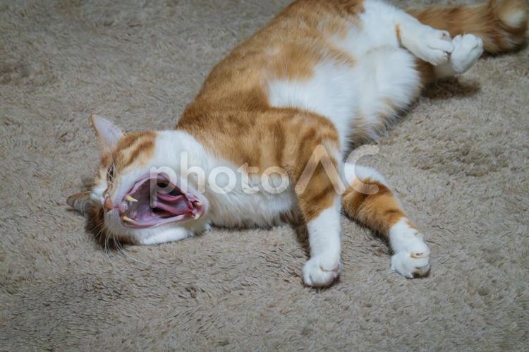 横になって大あくびの猫 猫,あくび,茶とらの写真素材