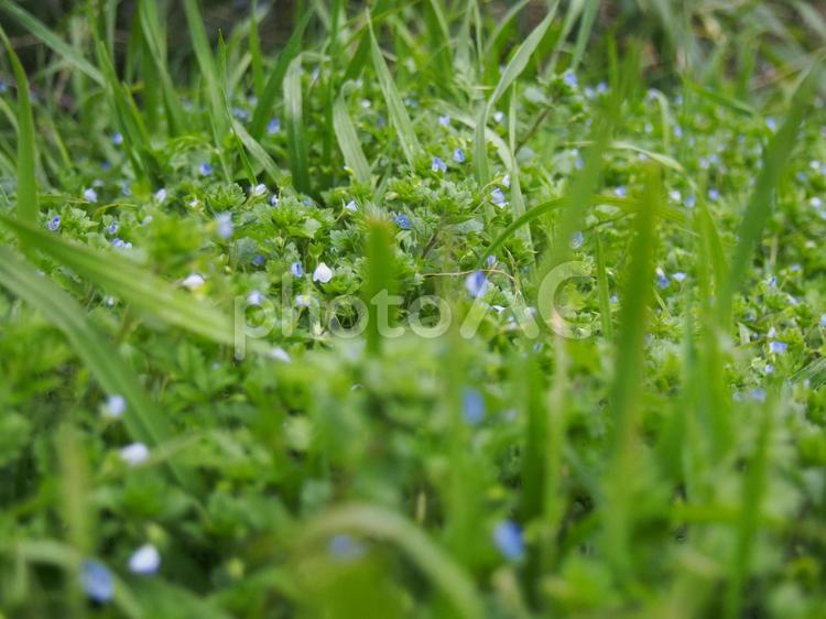 小さな世界 雑草,小さい花,緑の写真素材
