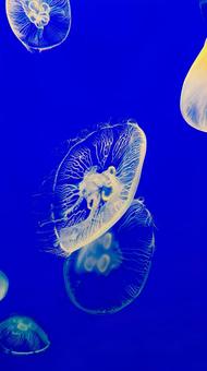 Jellyfish, JPG Jellyfish, JPG