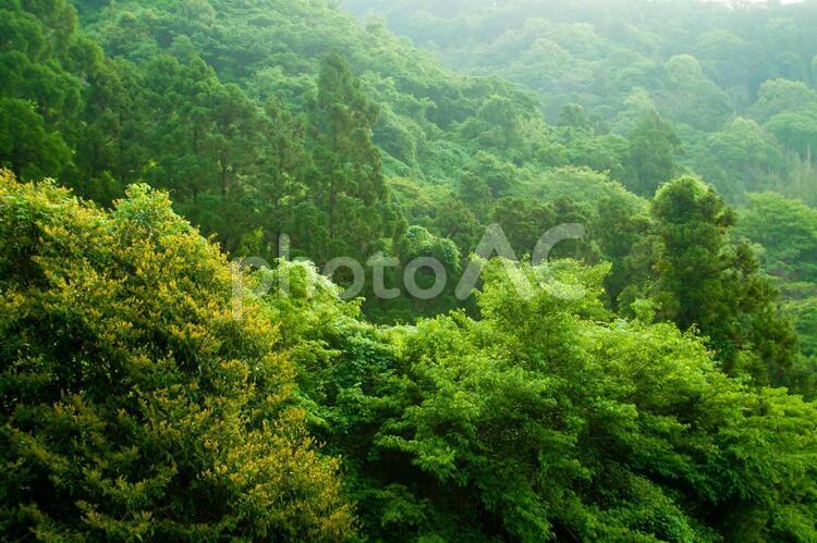 神秘的な新緑の森 新緑,森林,森の写真素材