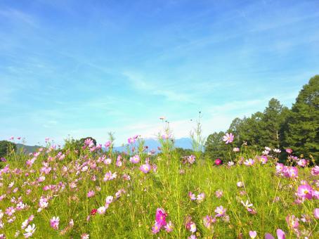 夏の御嶽山(御岳山)と花景色 夏の御嶽山(御岳山)と花景色の写真