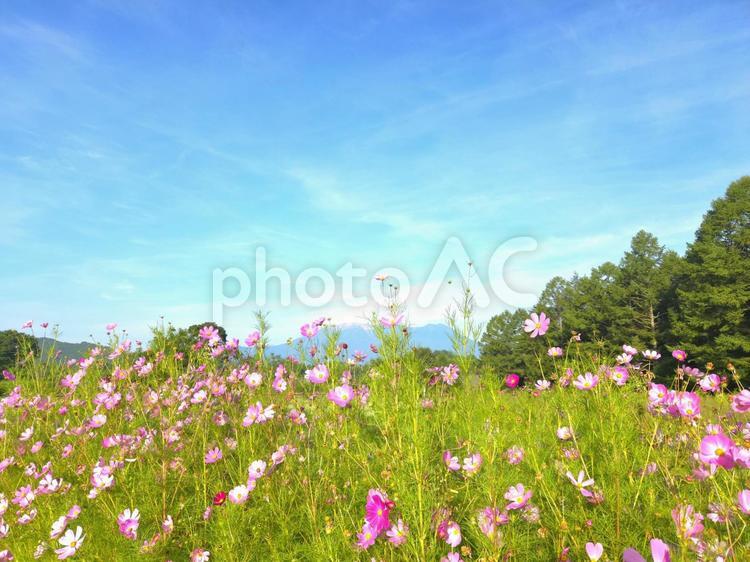 夏の御嶽山(御岳山)と花景色 御嶽山,御岳山,自然の写真素材