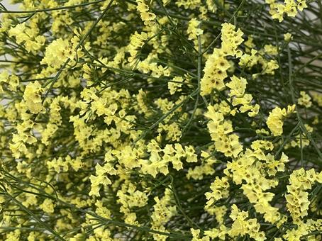 花(スターチス) 花(スターチス)の写真