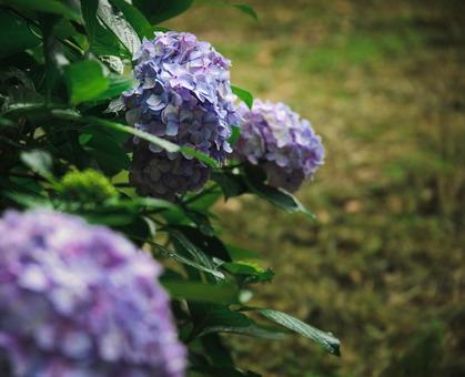 紫陽花の写真