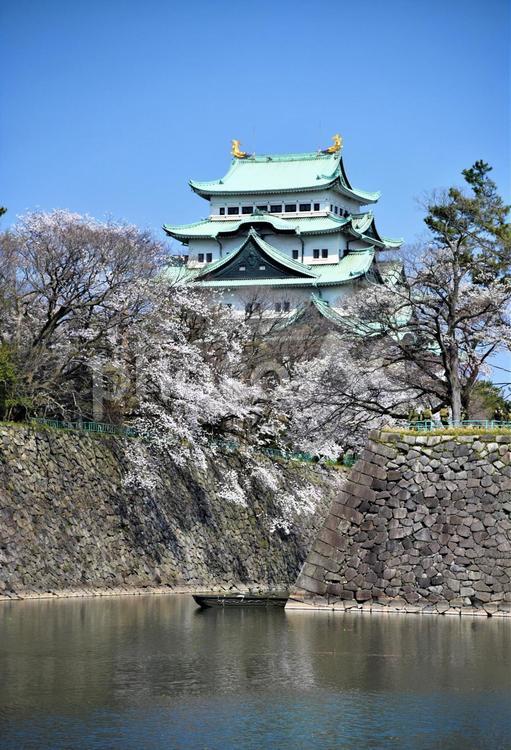 満開の桜の間にそびえる天守 名古屋城,天守閣,御壕の写真素材
