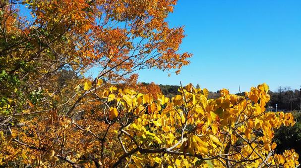 秋の亀山湖・湖畔の紅葉（千葉県・君津市） 秋,亀山湖,紅葉の写真素材