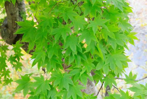 緑の紅葉 紅葉,もみじ,秋の写真素材