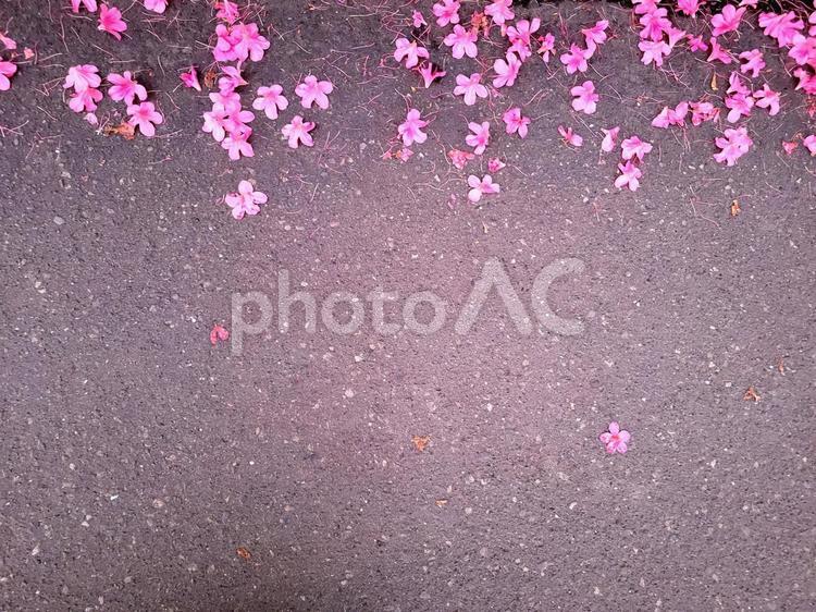 ツツジ　散る花びら　フレーム素材 つつじ,花,植物の写真素材