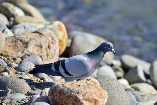 鳩 鳩の写真