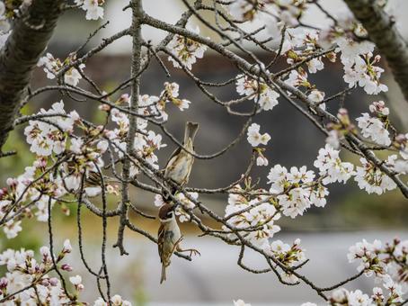 Sparrows on a cherry blossom branch, JPG