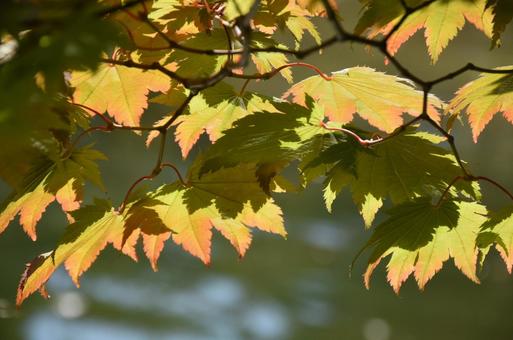 池と紅葉の写真