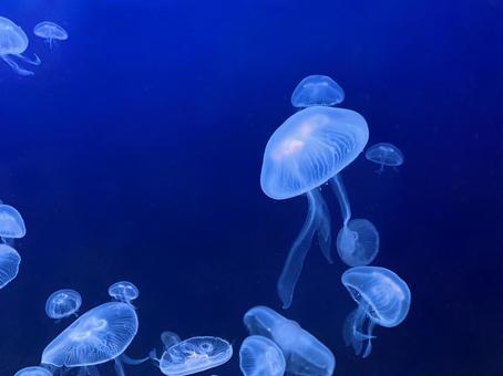 クラゲ 群れ 水族館 クラゲ 群れ 水族館の写真