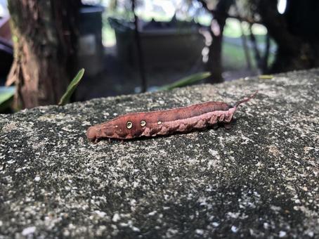 スズメガの幼虫(赤茶) スズメガの幼虫(赤茶)の写真