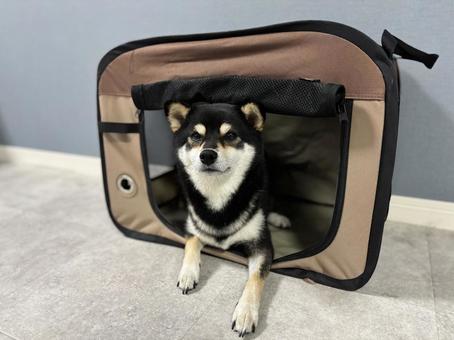ペットキャリーと柴 犬,柴犬,黒柴の写真素材