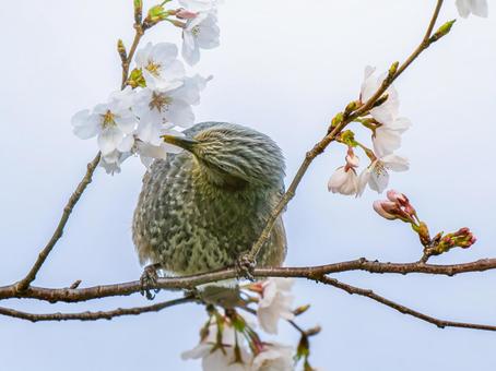 桜とヒヨドリ 桜とヒヨドリ ヒヨドリ,野鳥,鳥の写真素材