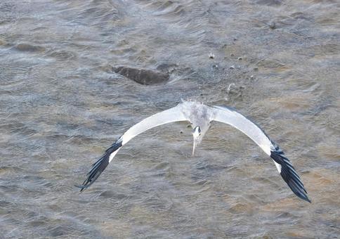 アオサギ10 アオサギ,鷺,鳥の写真素材
