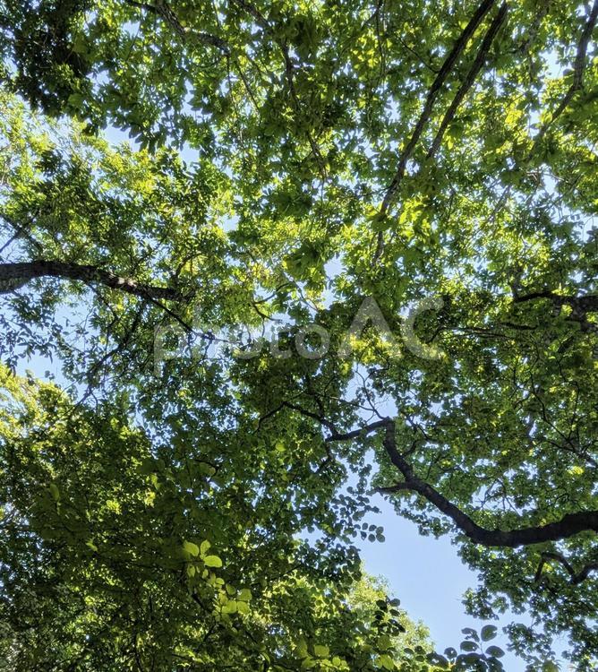 深緑の木々と青空 青空,木々,自然の写真素材
