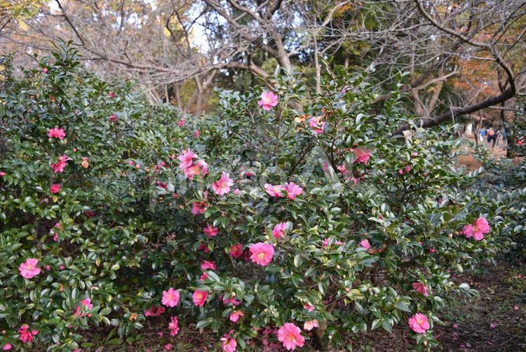 秋の昭和記念公園 昭和記念公園,国営昭和記念公園,山茶花の写真素材