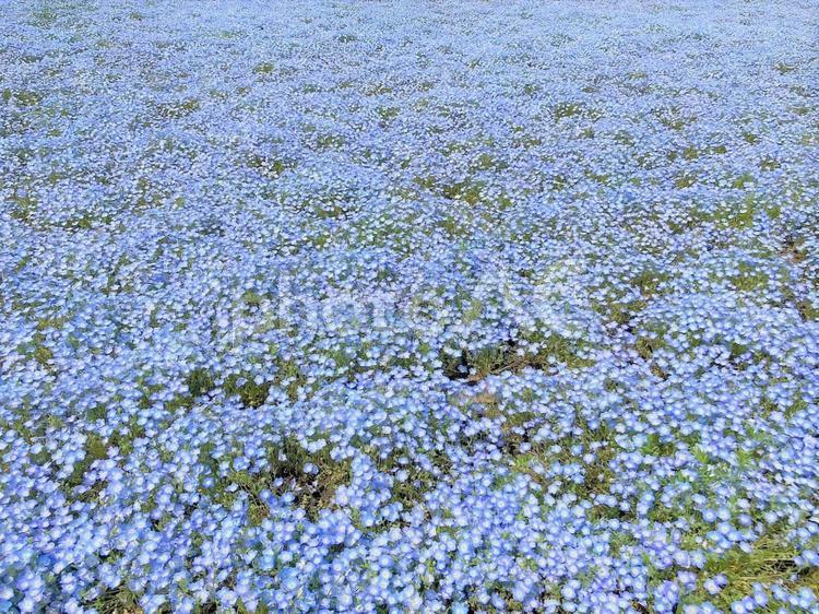 ひたち海浜公園のネモフィラ ひたち海浜公園,青い,青い花の写真素材