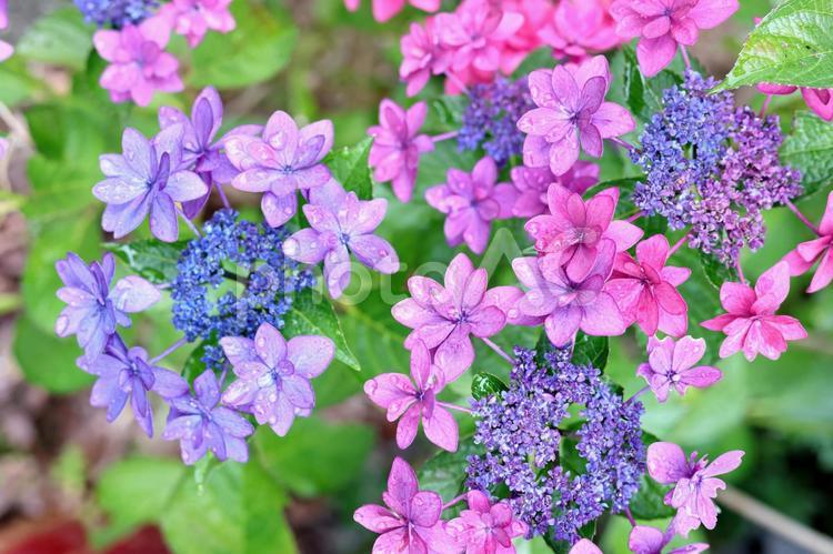 水滴のついたカラフルなガクアジサイ ガクアジサイ,紫陽花,あじさいの写真素材