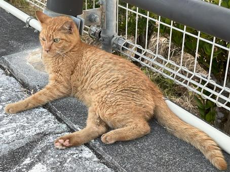ねこ のらねこ ねこ のらねこの写真