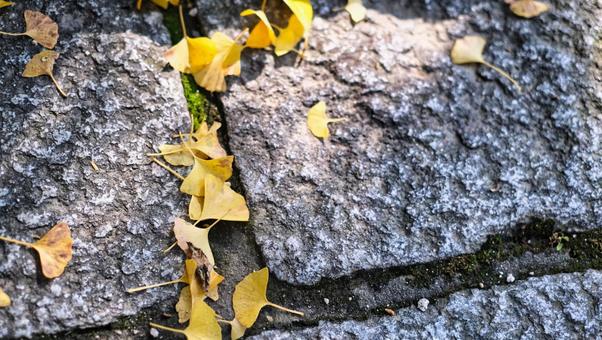 石畳の階段に挟まる黄色い銀杏の葉っぱ 風景,植物,葉っぱの写真素材