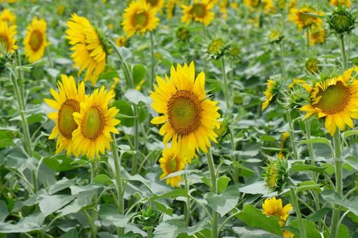 向日葵 向日葵 向日葵,ひまわり,花の写真素材