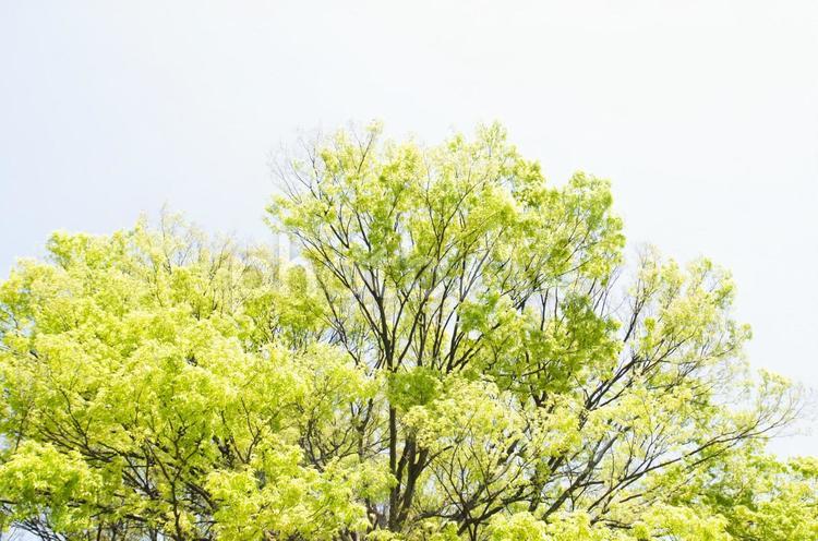 木漏れ日21 木,植物,木漏れ日の写真素材