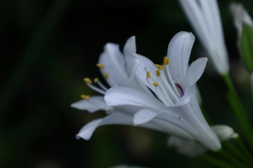 Photo, agapanthus, purple clam, murasaki kunsiran, 