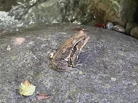 カエル カエル カエル,動物,水性生物の写真素材