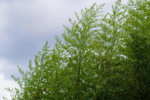 竹林 竹林の写真