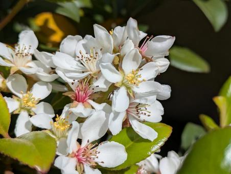 立夏過ぎの横浜市北部のモッコクモドキの花 立夏過ぎの横浜市北部のモッコクモドキの花の写真