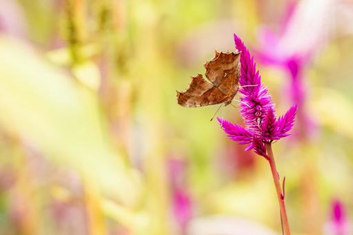 キタテハ(40) キタテハ(40)の写真