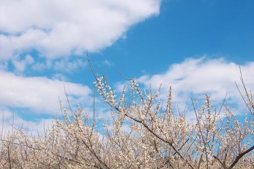 満開の梅林（白梅）と爽やかな早春の青空 梅,白梅,青空の写真素材