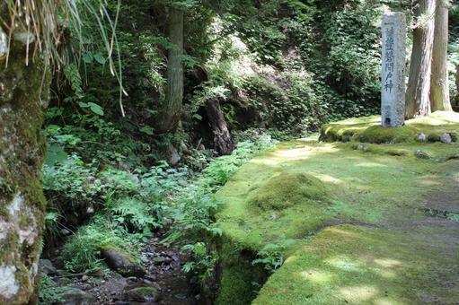 Moss and sunlight filtering through the trees 1, moss, sunbeams leaves, green, JPG
