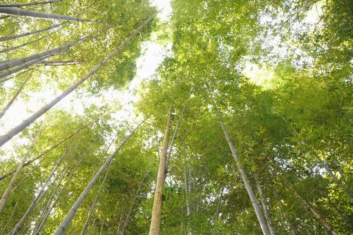 Green bamboo, blue, bamboo, natural, JPG