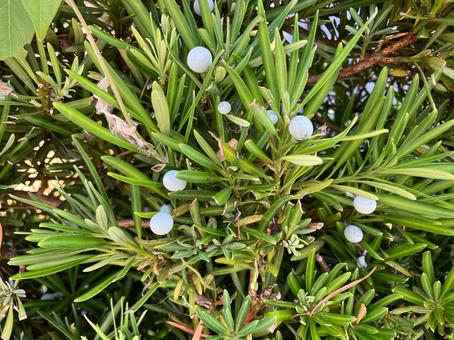 イヌマキの白い実 イヌマキの白い実 イヌマキ,実,葉っぱの写真素材