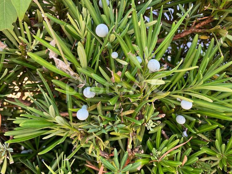 イヌマキの白い実 イヌマキ,実,葉っぱの写真素材