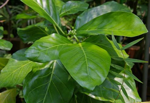 ヤエヤマアオキ ヤエヤマアオキ,八重山青木,ハテルマアオキの写真素材