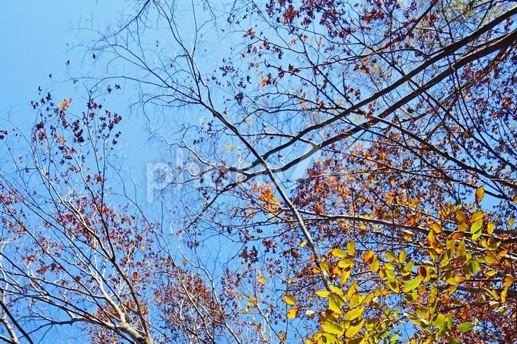 樹木と空・紅葉 紅葉,秋,壁紙の写真素材